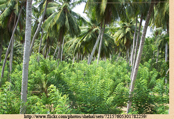 Gliricidia grown in between coconuts, Kakkapaliya coconut estsate 