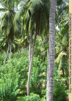 Gliricidia grown in  Ray's Coconut plantation